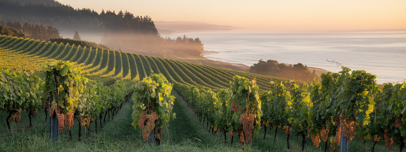 Vibrant vineyards and stunning seaside views on Vancouver Island showcasing the hidden vineyards.