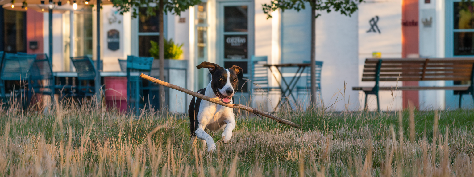 Ultimate Guide to Traveling with Pets: Tips and Tricks
